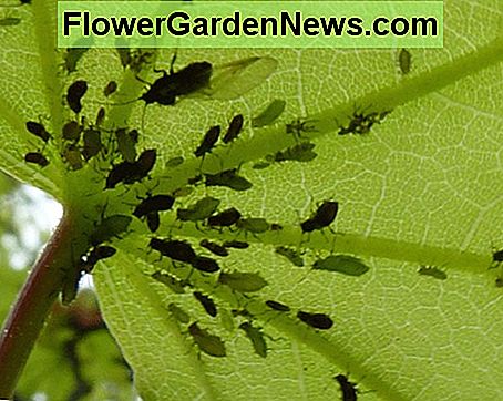 Bladluizen op esdoornblad Aphids on maple leaf