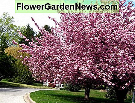Krepp Myrte Crepe Myrtle