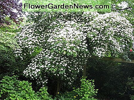 Kousa-Hartriegel Kousa dogwood