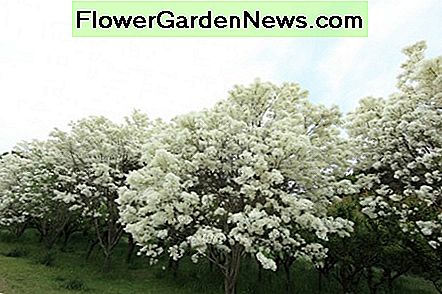 Chinesischer Fransenbaum Chinese fringe tree