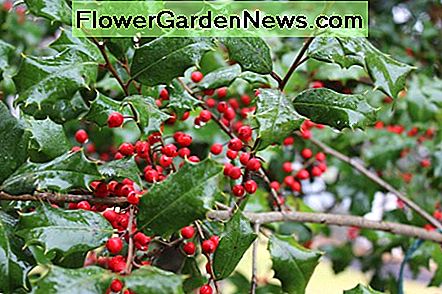 Grüner Weißdorn Green Hawthorn