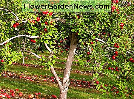 Apfelbaum Apple tree