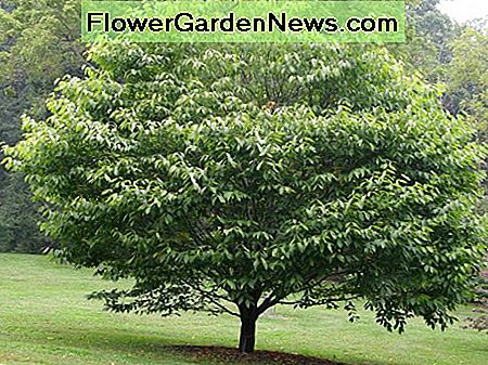 Hainbuche Hornbeam