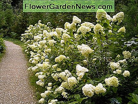 Rispenhortensie Panicle Hydrangea