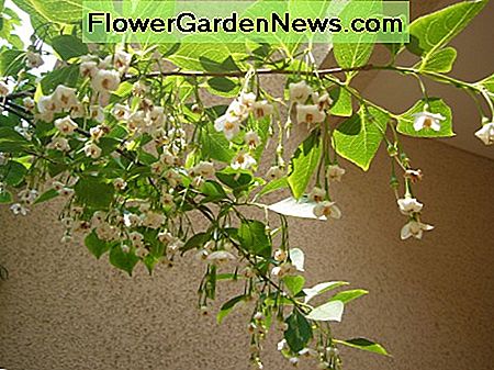 Japanische Schneebälle Japanese snowbell