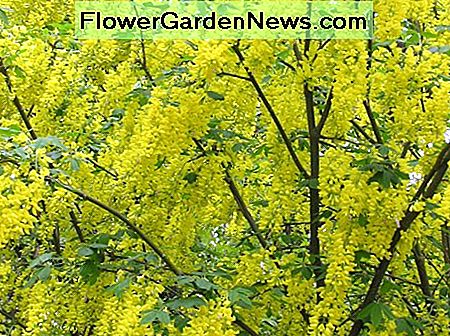 Goldener Kettenbaum Golden Chain Tree