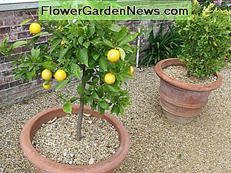 Zitronenbaum Lemon tree