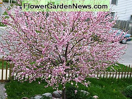 Mandelbaum Almond tree