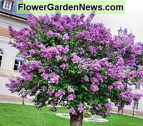 Lila Baum Lilac tree