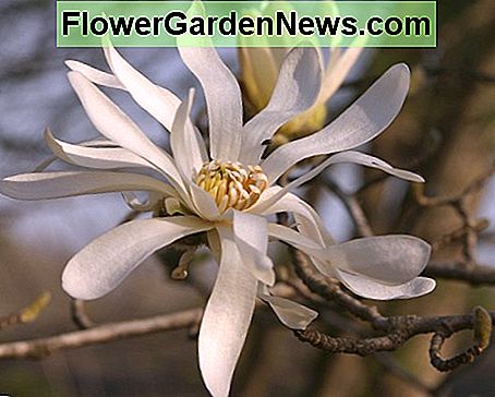Stern Magnolie Star magnolia