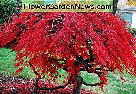 Japanischer Rotahorn Japanese red maple