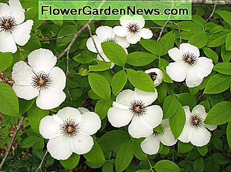 Berg Stewartia Mountain Stewartia