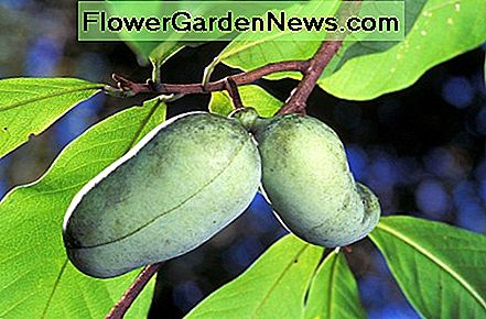 Pawpaw Blätter und Früchte Pawpaw leaves and fruit