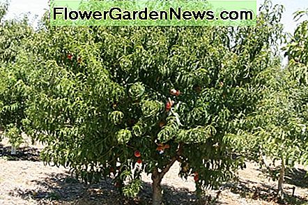 Pfirsichbaum Peach tree