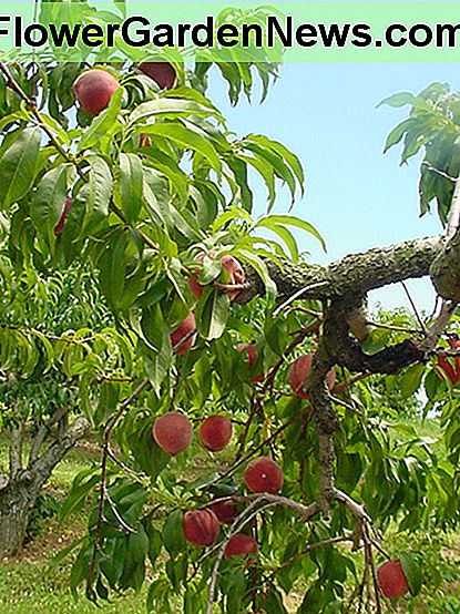 Pfirsichbaum Peach tree