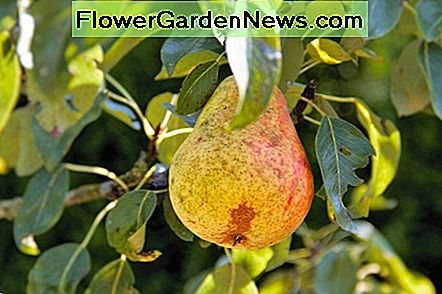 Birnenbaum Pear tree