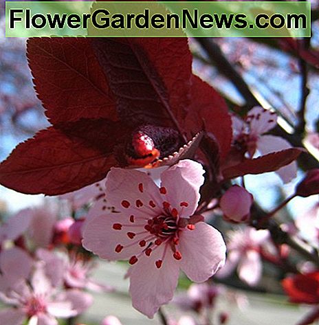 Kirschpflaume Cherry Plum