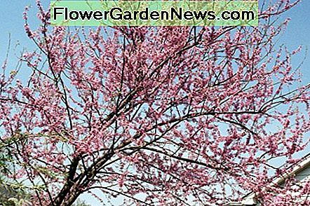Östlicher Redbud Eastern redbud