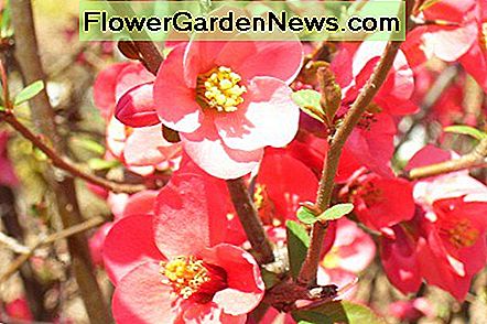 Quittenbaum Quince tree