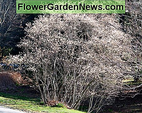 Serviceberry Serviceberry
