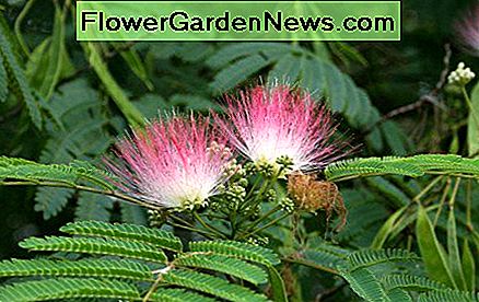 Seidenbaum oder Silk tree or