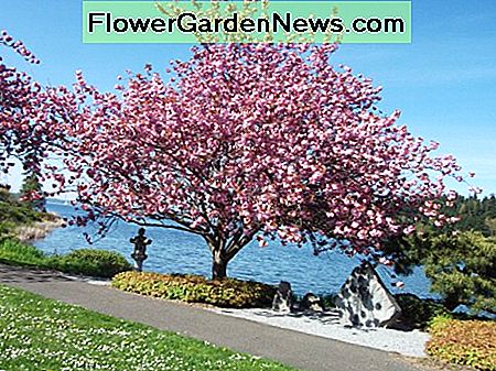 Kirschbaum Cherry tree