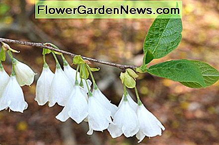 Carolina Silberglocke Carolina Silverbell