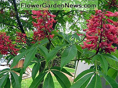 Brilliant rote Blüten von Scarlet Buckeye Brilliant red blooms of Scarlet Buckeye