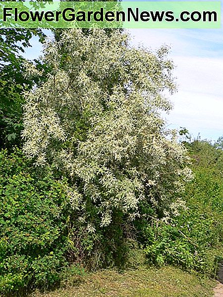 Russische Olive Russian olive