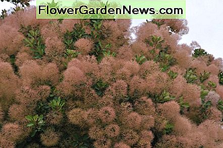 Smoketree Smoketree