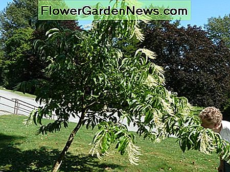 Sourwood Baum Sourwood tree