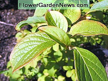 Koreanischer Stewartia Korean Stewartia