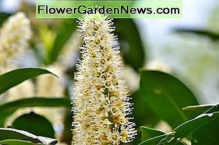 Kirschlorbeer Cherry laurel