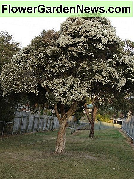 Teebäume Tea trees