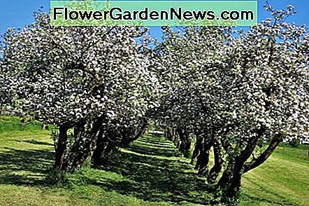 Crabapple Bäume Crabapple trees
