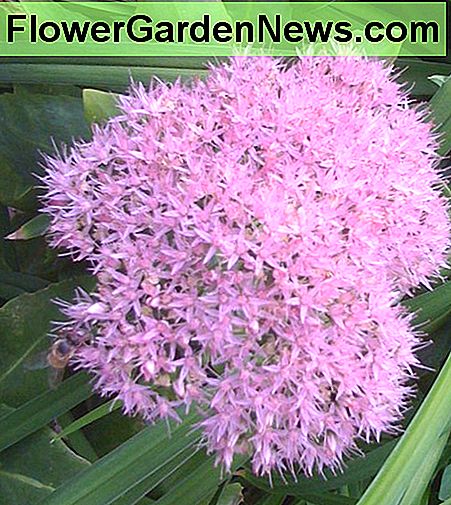 Sedum เป็นพืชที่ทนต่อการอบแห้งและชอบดินที่มีความเป็นกลางถึงด่างเล็กน้อย (pH 6.8-7.8) ดังนั้นหากคุณมีดินที่เป็นกรดให้เพิ่มมะนาวเล็กน้อยก่อนที่คุณจะปลูกและปรับปรุงดินเป็นประจำทุกปี Sedum is a plant that withstands drying and it likes soils that are neutral to slightly alkaline (pH 6.8-7.8). So if you have an acidic soil, add a little lime before you plant and amend the soil annually.
