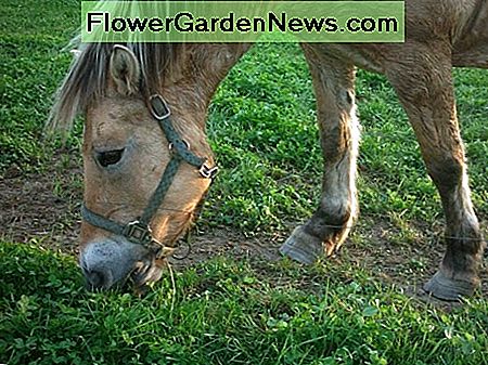 Gebroken glas in paddocks kan mond- en klauwblessures veroorzaken bij paarden en ander vee. Broken glass in paddocks can cause mouth and hoof injuries to horses and other livestock.