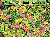 Hermosa Lantana. Beautiful Lantana.