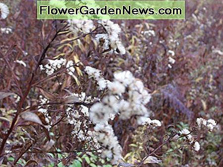Las flores silvestres proporcionan muchas semillas para aves que pasan el invierno. Wildflowers provide lots of seeds for overwintering birds.