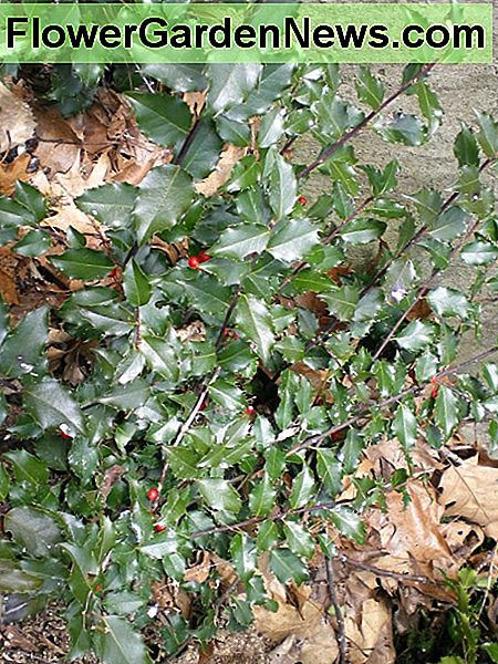 Los arbustos de acebo son buenos para plantar cerca de comederos para pájaros. Holly shrubs are good for planting near bird feeders.