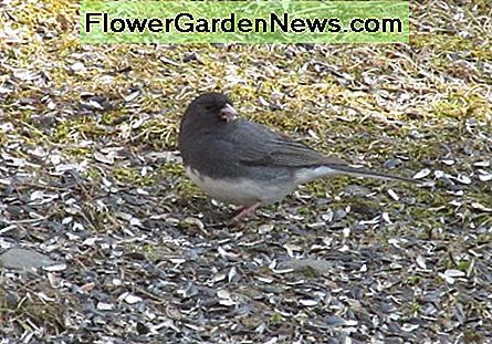 Los Juncos de color pizarra disfrutan alimentándose en el suelo. Slate-Colored Juncos enjoy foraging on the ground.