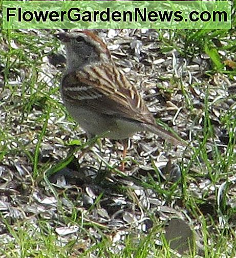 Los gorriones de árbol americanos son visitantes frecuentes debajo de mis alimentadores de pájaros. American Tree Sparrows are frequent visitors under my bird feeders.