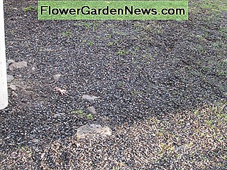 Limpie las semillas de las aves viejas y los cascos de debajo de los comederos para evitar el crecimiento de moho y organismos portadores de enfermedades. Clean up old bird seed and hulls from under bird feeders to prevent the growth of mold and disease-carrying organisms.