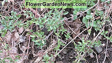 Mother-of-Thyme es una cubierta vegetal resistente a base de hierbas. Mother-of-Thyme is a tough herbal ground cover.
