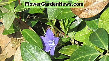 Vinca, también conocido como vincapervinca y mirto rastrero, es una cubierta de suelo que funciona bien en lugares difíciles como debajo de los comederos de pájaros. Vinca, also known as periwinkle and creeping myrtle, is a ground cover that works well in difficult places like under bird feeders.