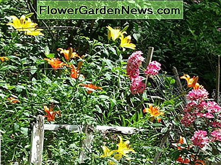 Daylilies no les importa los cascos de semillas de girasol. Daylilies don't mind the sunflower seed hulls.