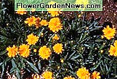 Tickseed Coreopsis Tickseed Coreopsis