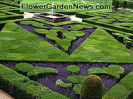 Der französische Gartenstil, der sich aus der barocken historischen Periode entwickelt hat, besteht aus gemeißelten Pflanzen, die formale, eckige Muster bilden. Dies ist eine berechnete, übertriebene Verwendung der Linie. The French style of garden, having evolved from the baroque historical period, consists of sculpted plants forming formal, angular patterns. This is a calculated, exaggerated use of line.