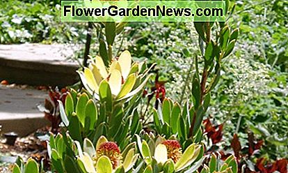 Wenn die Sonne scheint, wird dieser Leucadendron zum Brennpunkt des Nachmittags, da seine äußeren Blütenblätter golden und durchscheinend werden. Beachten Sie, wie sein Zentrum von dem roten Wander Jew dahinter verstärkt wird. When the sun shines, this Leucadendron becomes the afternoon focal point, as its outer petals grow golden and translucent. Note how its center is enhanced by the red Wandering Jew behind it.