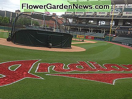 Die Bodenmannschaft der Cleveland Indians verwendet eine gemischte Sorte von Kentucky Bluegrass im Progressive Field. The Cleveland Indians grounds crew uses a blended strain of Kentucky Bluegrass at Progressive Field.